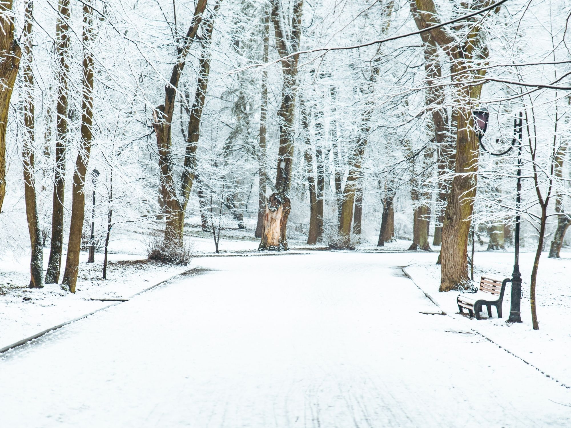 Snow-covered winter scene - supporting immune health through nervous system care at Thrive Chiropractic Topeka